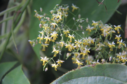 Epimedium borealiguizhouense
