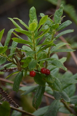 Vaccinium calycinum