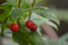 Vaccinium calycinum