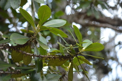 Myrsine lessertiana