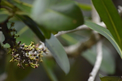 Myrsine lessertiana