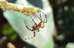 Alpaida alticeps