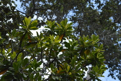Myrsine lessertiana