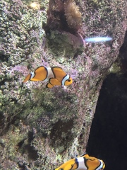 Amphiprion percula
