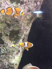 Amphiprion percula