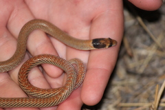 Pygopus nigriceps