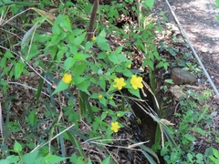 Japanese Kerria (Kerria japonica)