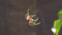 Alpaida alticeps