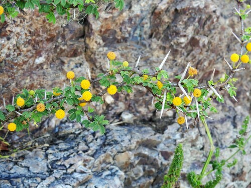 Image of Vachellia tortuosa by (c) Louis Imbeau, some rights reserved (CC BY)