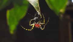 Alpaida alticeps