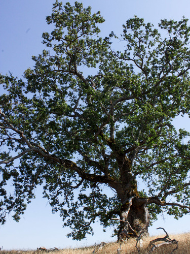 iNaturalist observation photo of valley oak