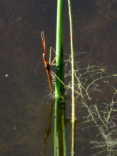 iNaturalist observation photo of Ranatra