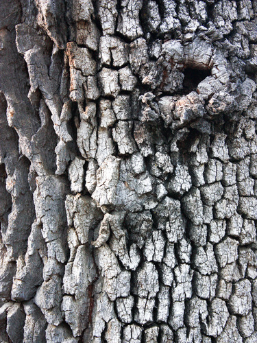 iNaturalist observation photo of oaks