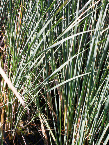 iNaturalist observation photo of Cattails