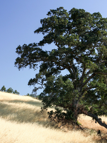 iNaturalist observation photo of oaks