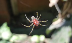 Alpaida alticeps