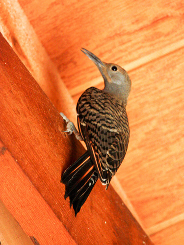 iNaturalist observation photo of Northern Flicker