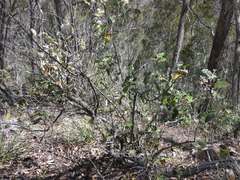 Olearia cydoniifolia