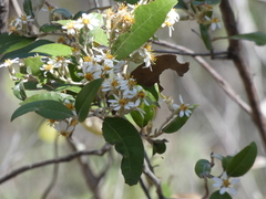 Olearia cydoniifolia