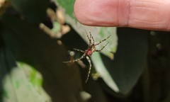Alpaida alticeps