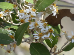 Olearia cydoniifolia