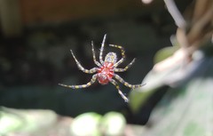 Alpaida alticeps