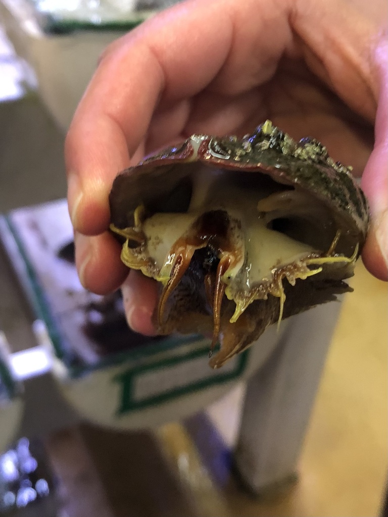 White Abalone