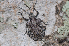 Brochymena chelonoides