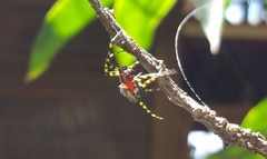 Alpaida alticeps