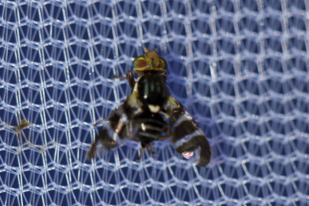 Rhagoletis electromorpha