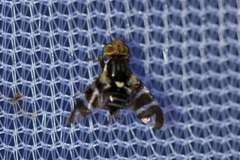 Rhagoletis electromorpha