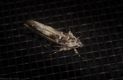 Lichenaula phloeochroa