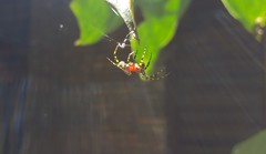 Alpaida alticeps