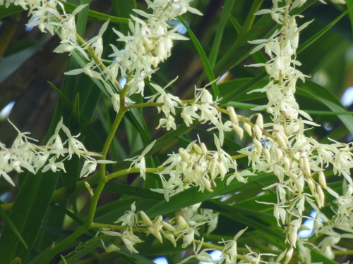 Epidendrum purum, photograph 2