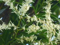 Epidendrum purum