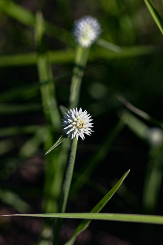 Kyllinga alba image