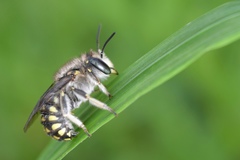 Anthidium maculosum