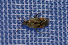 Polymerus
