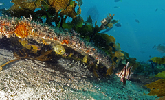 Cleidopus gloriamaris