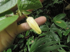 Passiflora costaricensis