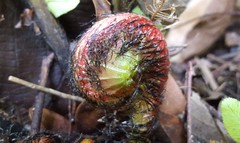 Blechnum brasiliense