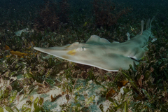 Aptychotrema rostrata