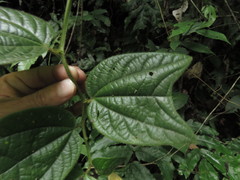 Passiflora costaricensis