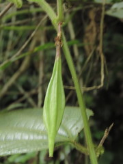 Passiflora costaricensis