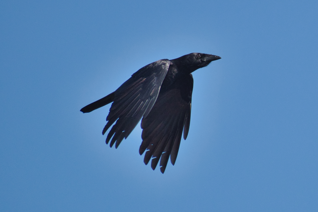 Cuban Palm-Crow photo