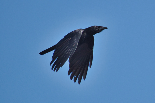 Cuban Palm-Crow