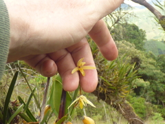 Maxillaria acuminata