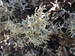 Castilleja hololeuca