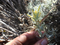 Castilleja hololeuca