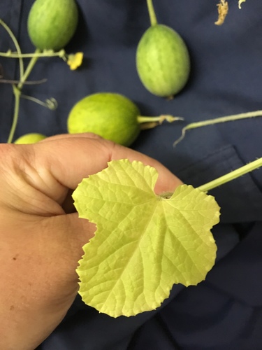 Cucumis melo